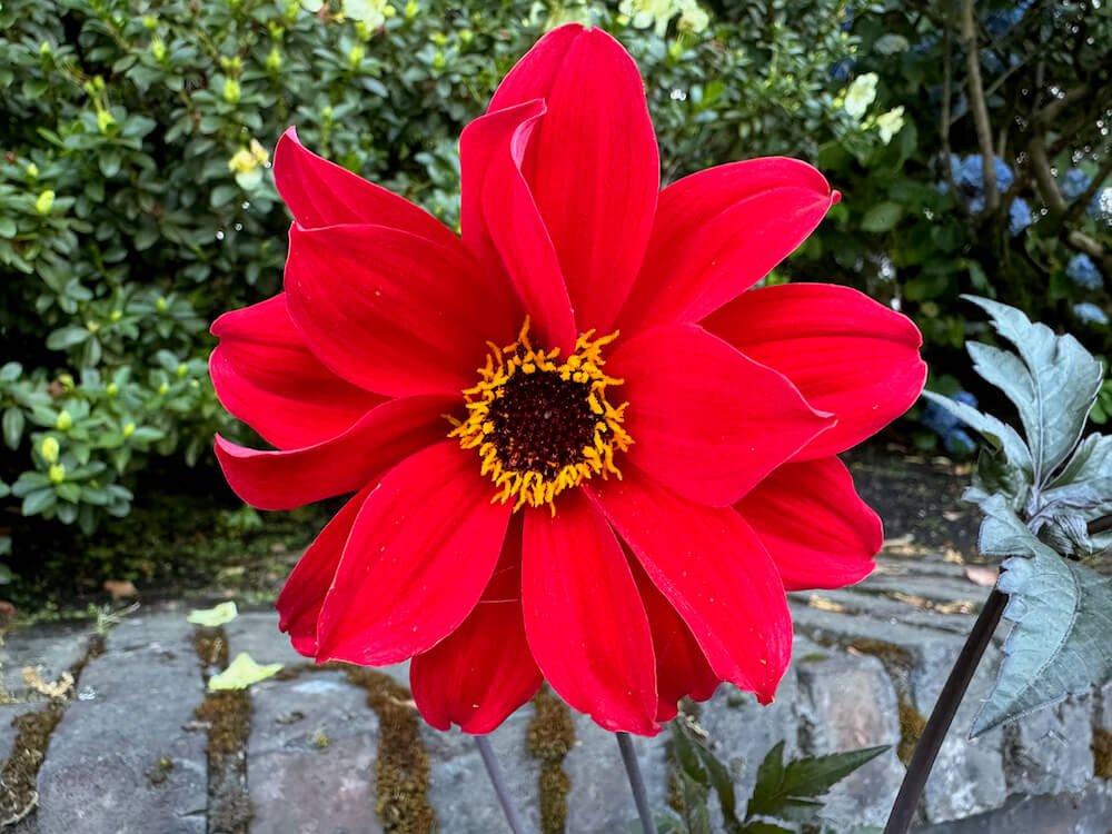 Dahlia 'Bishop of Llandaff'