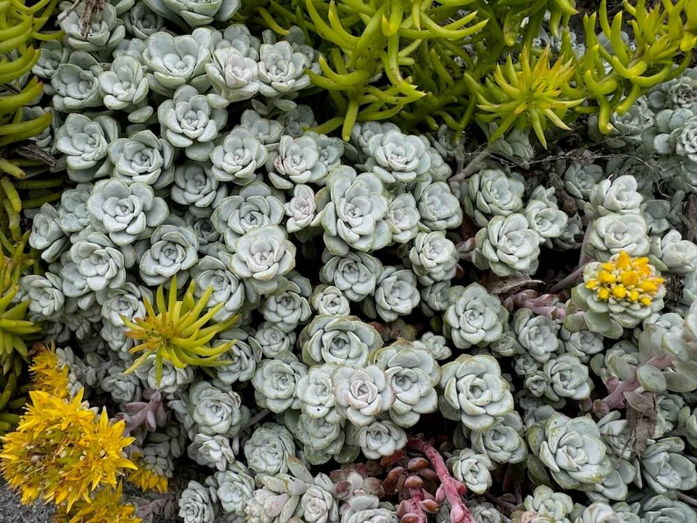 Sedum spathulifolium ‘Cape Blanco’