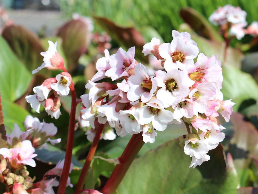Bergenia 'Bressingham White'