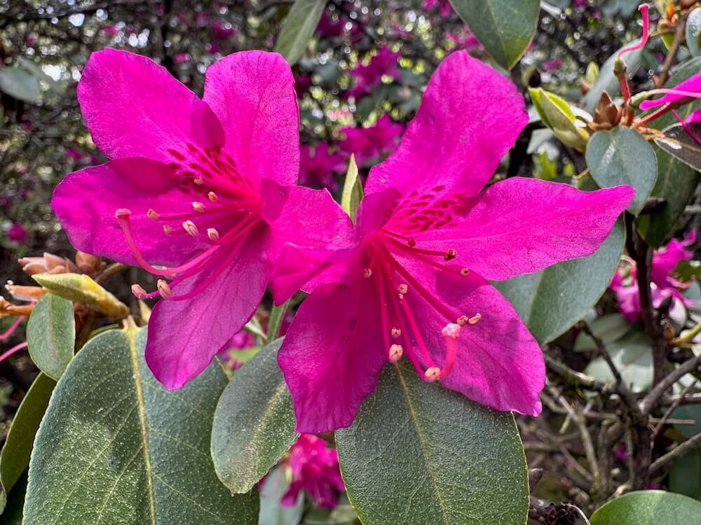 Rhododendron concinuum