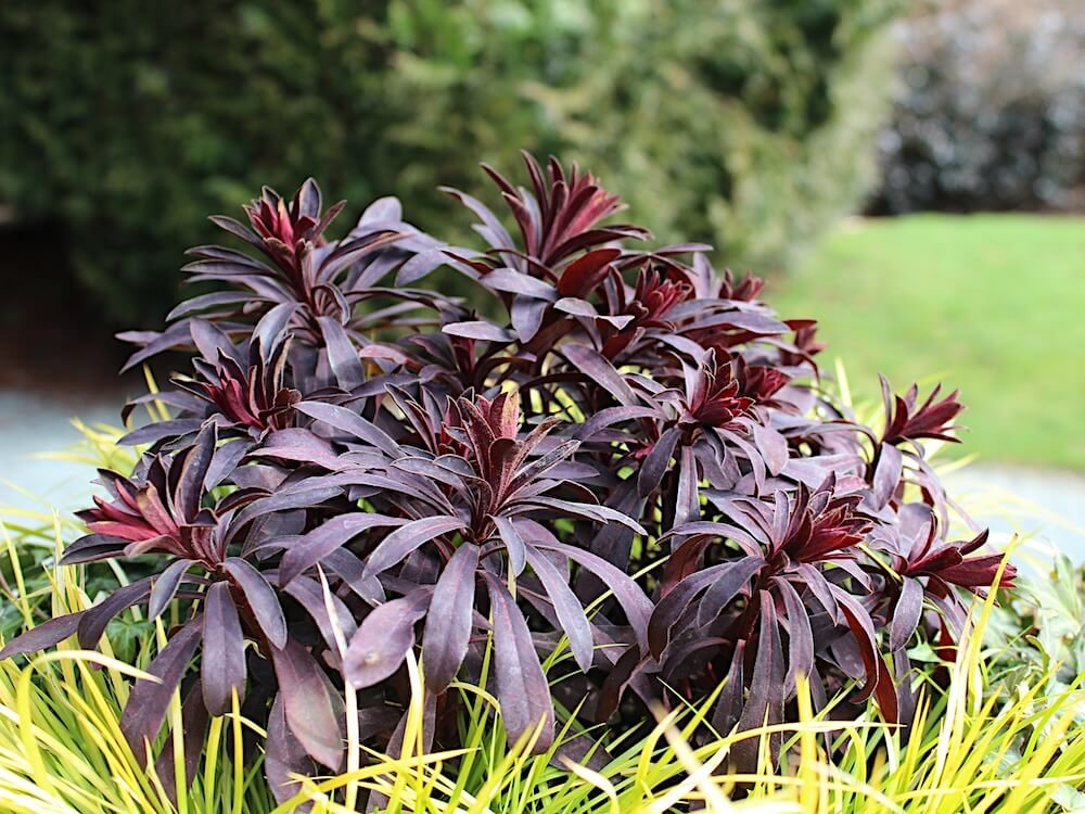 Euphorbia amygdaloides 'Ruby Glow'