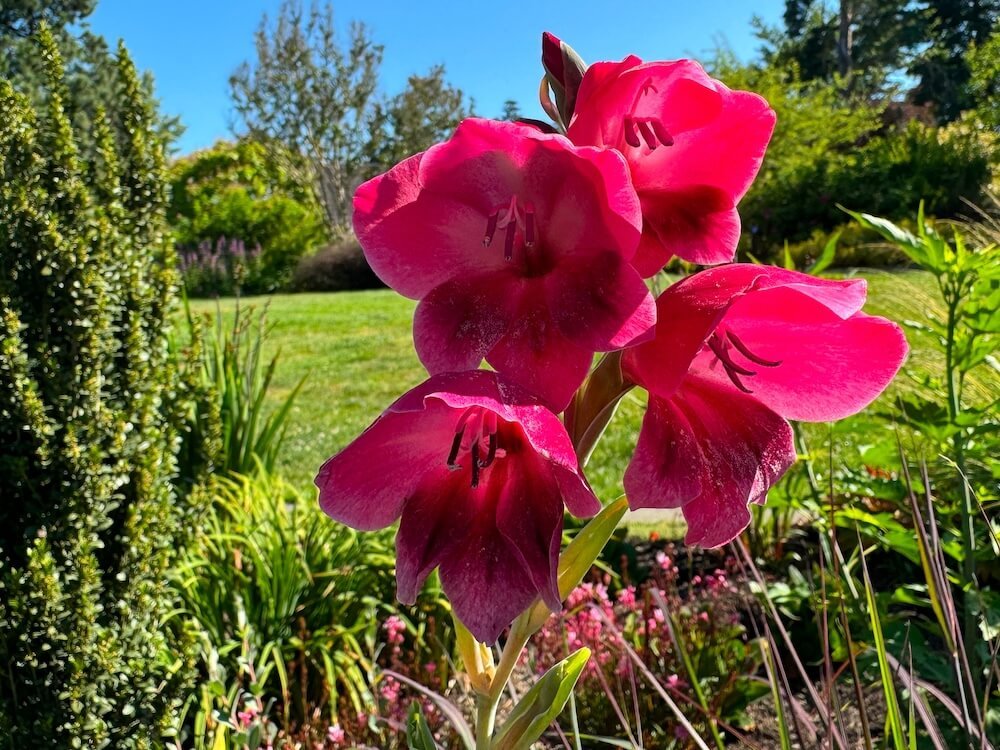 Gladiolus papilio 'Ruby'