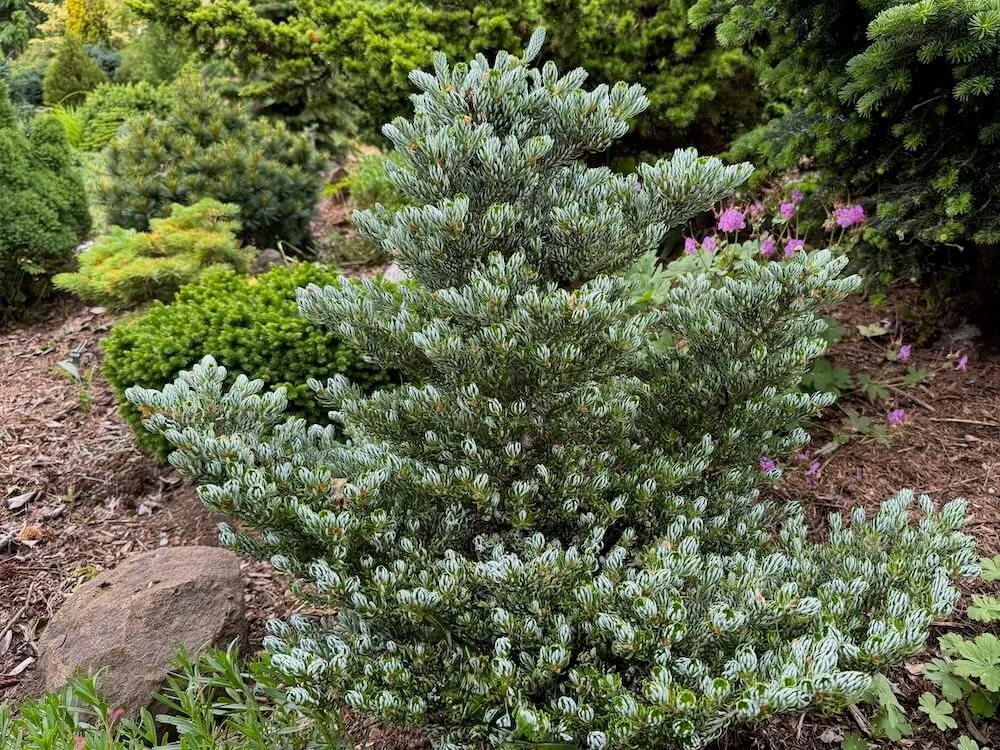 Abies koreana 'Kohout's Ice Breaker'