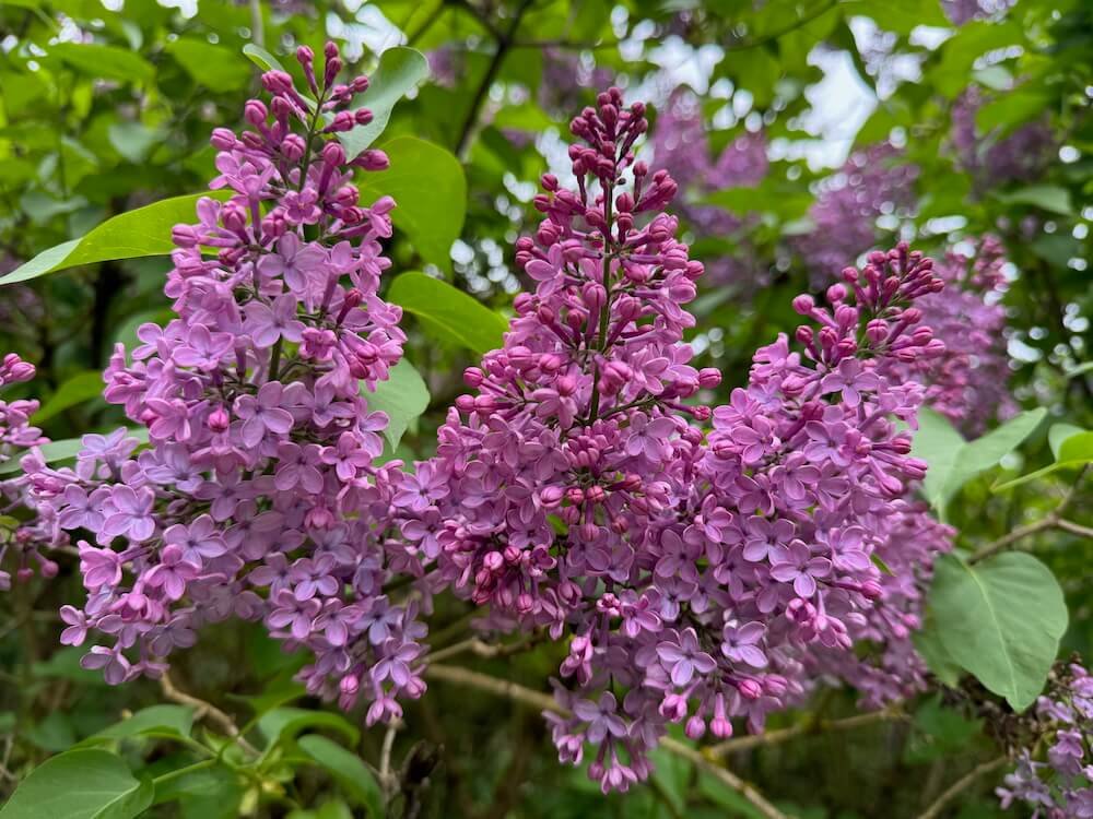 Syringa x 'Old Glory'