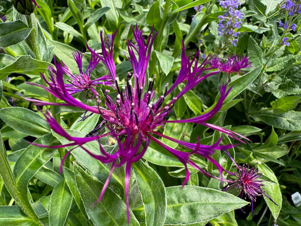 Centaurea montana 'Amethyst Dream'