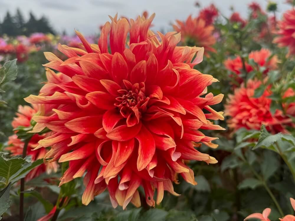 Dahlia 'Hot Tamale'