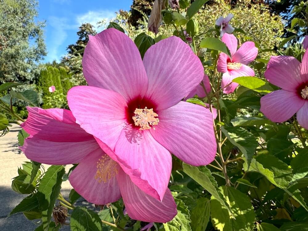 Hibiscus Moscheutos var. Palustris