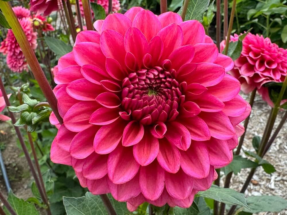 Dahlia 'Salmon Runner'