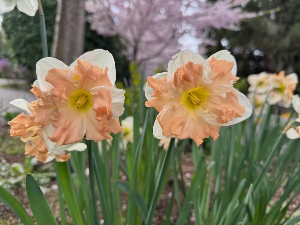 Narcissus 'Apricot Whirl'