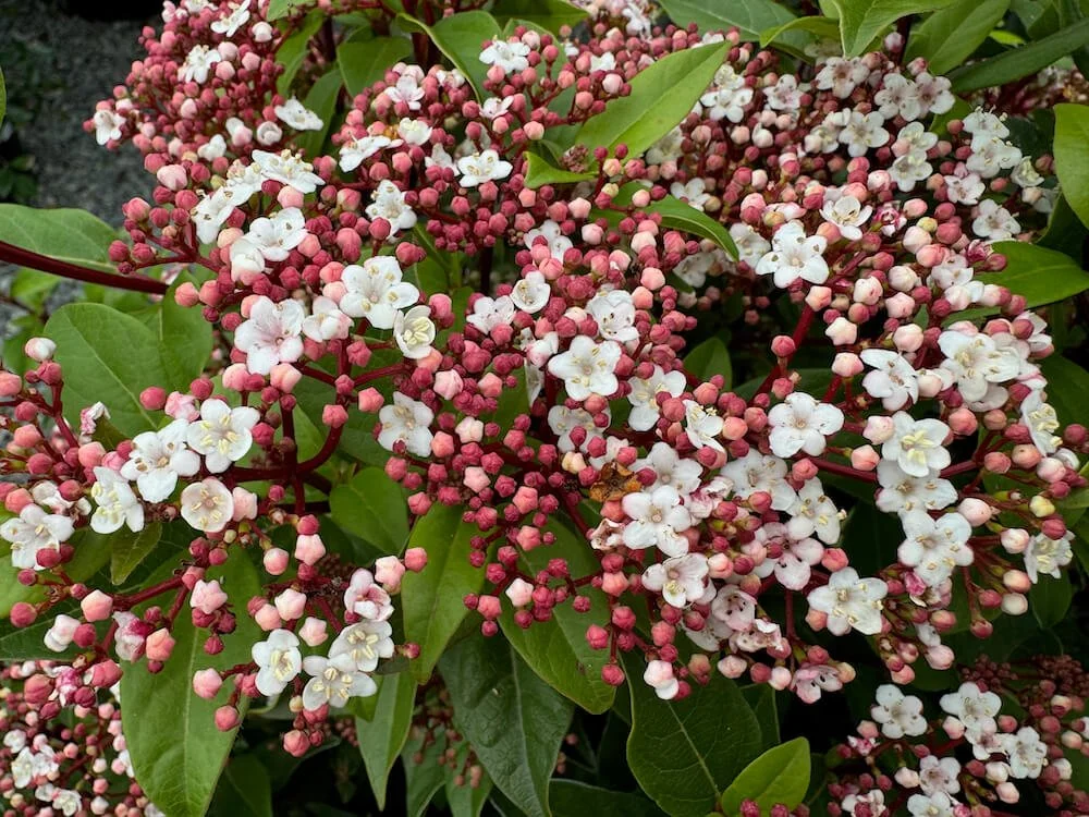 VIBURNUM