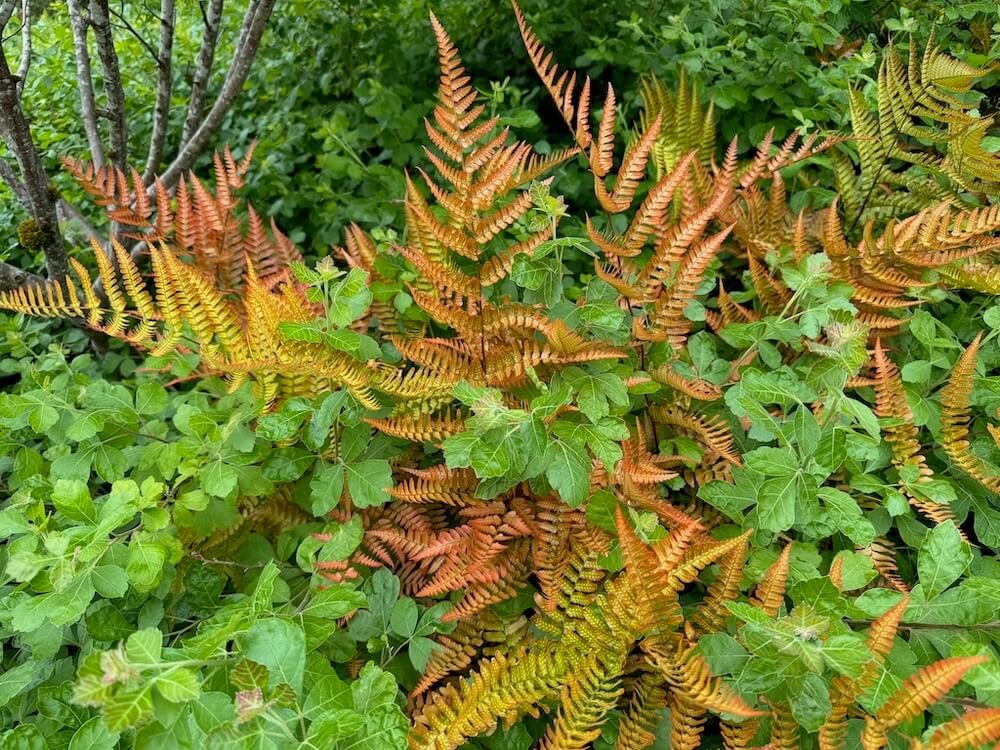 Dryopteris erythrosora