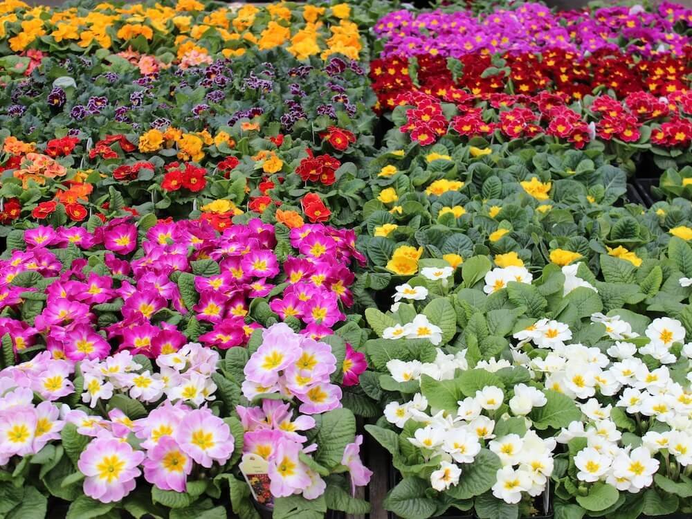 NURSERIES & FARM STANDS