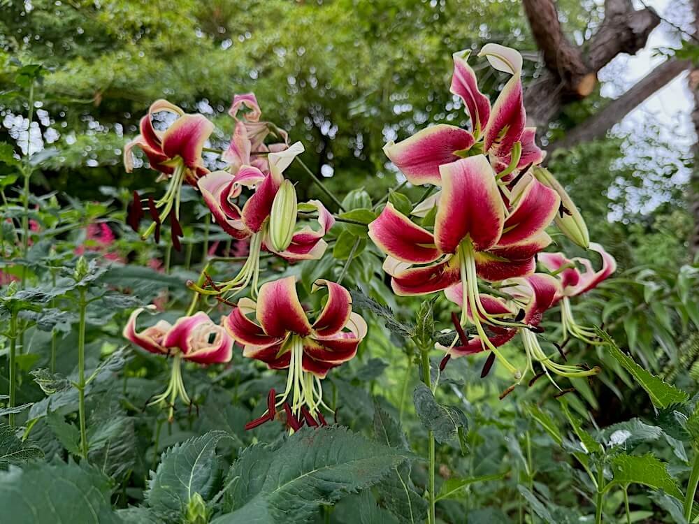 Lilium 'Scheherazade'