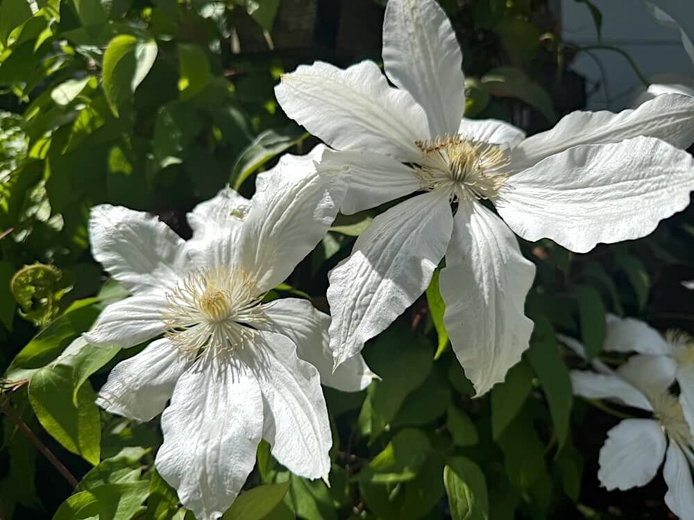 Clematis patens 'Miss Cavell'
