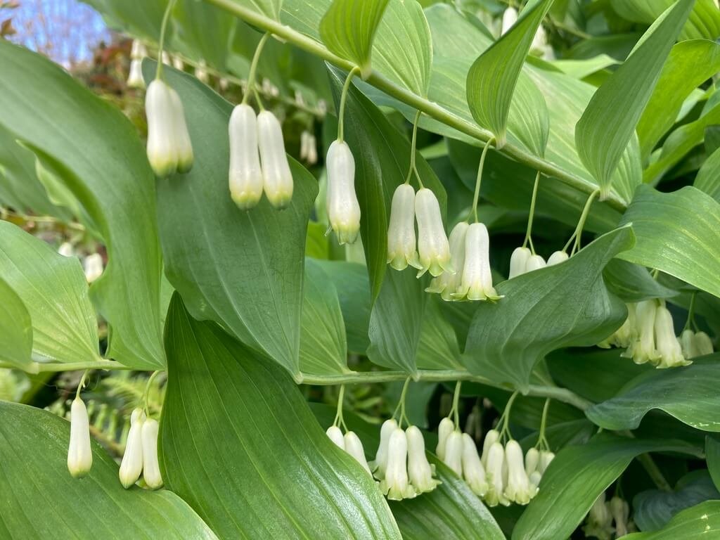 Polygonatum multiflorum