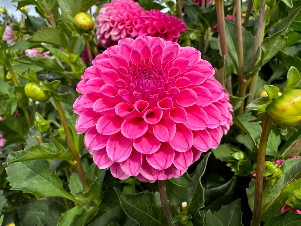 Dahlia 'Rebecca Lynn'