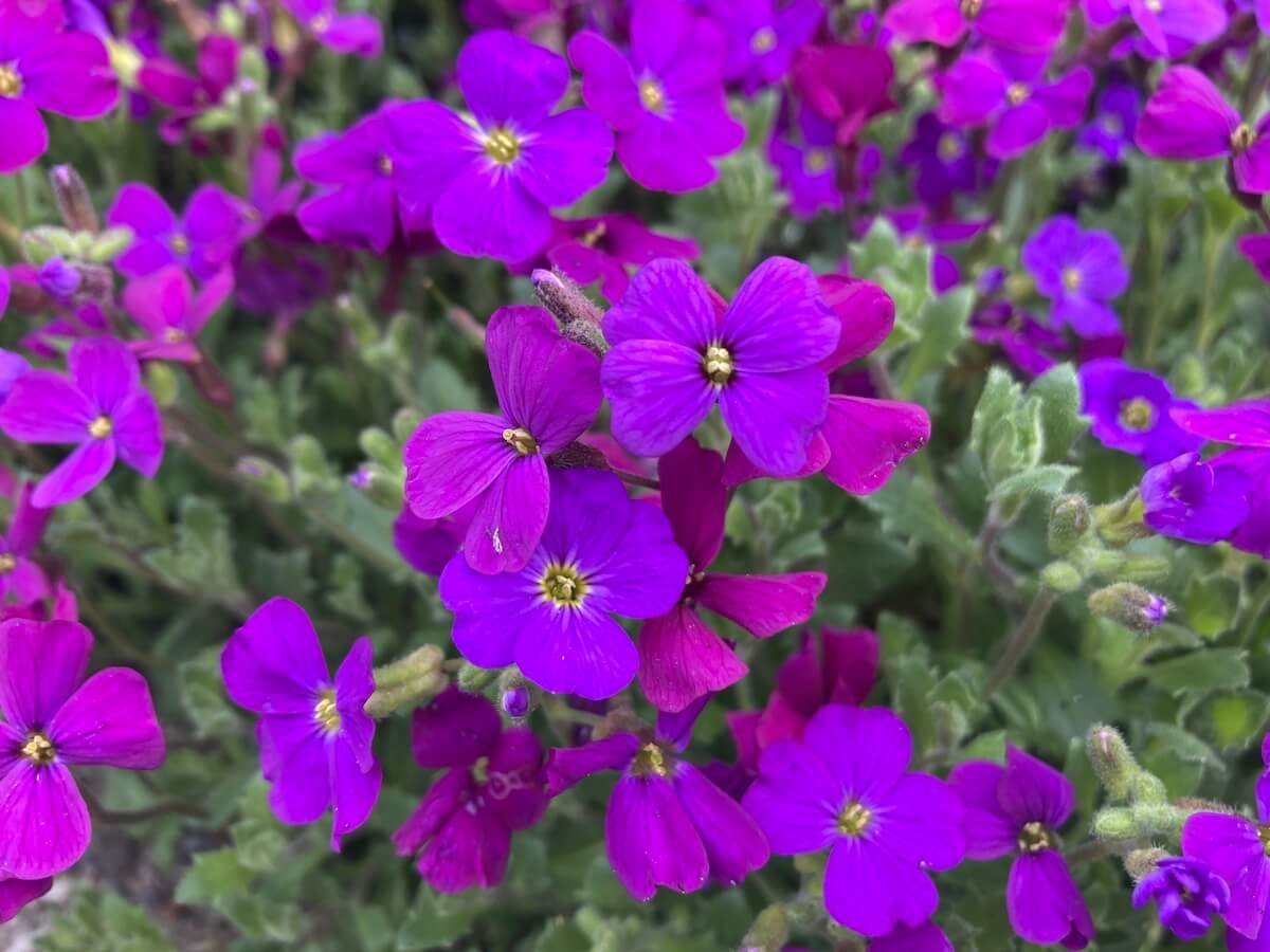 ROCK CRESS (Aubrieta)