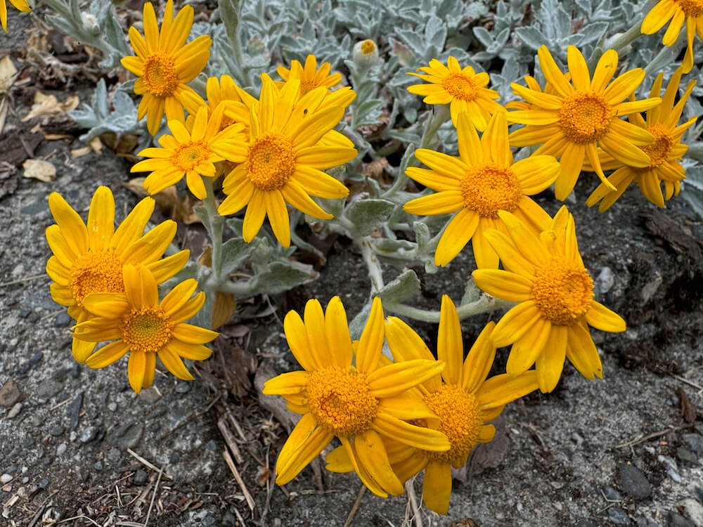 RAGWORT (Senecio)