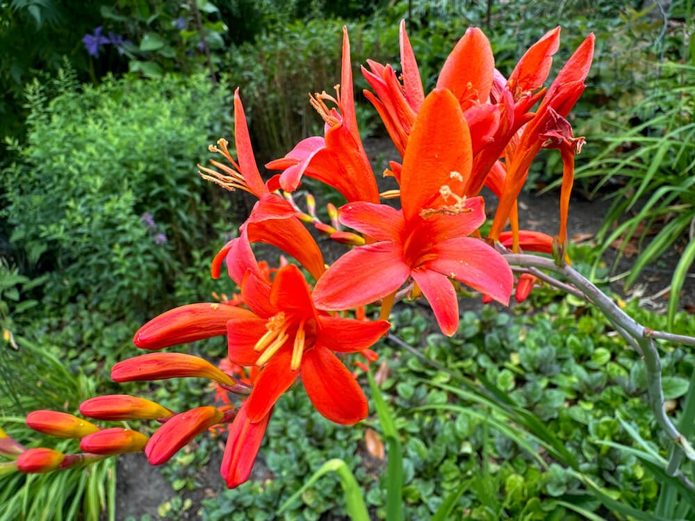 Crocosmia x crocosmiiflora 'Corona'