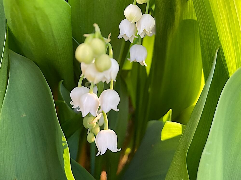 LILY-OF-THE-VALLEY (Convallaria)