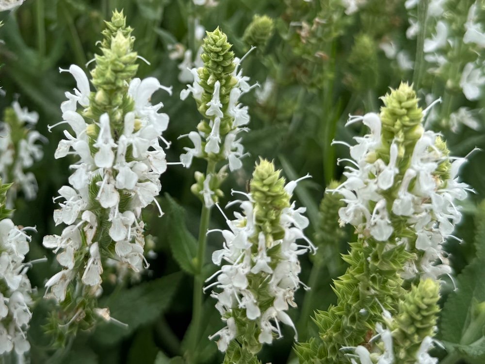 Salvia nemorosa 'White Profusion'