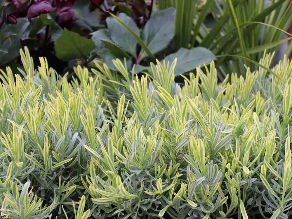 LAVANDER (Lavandula)