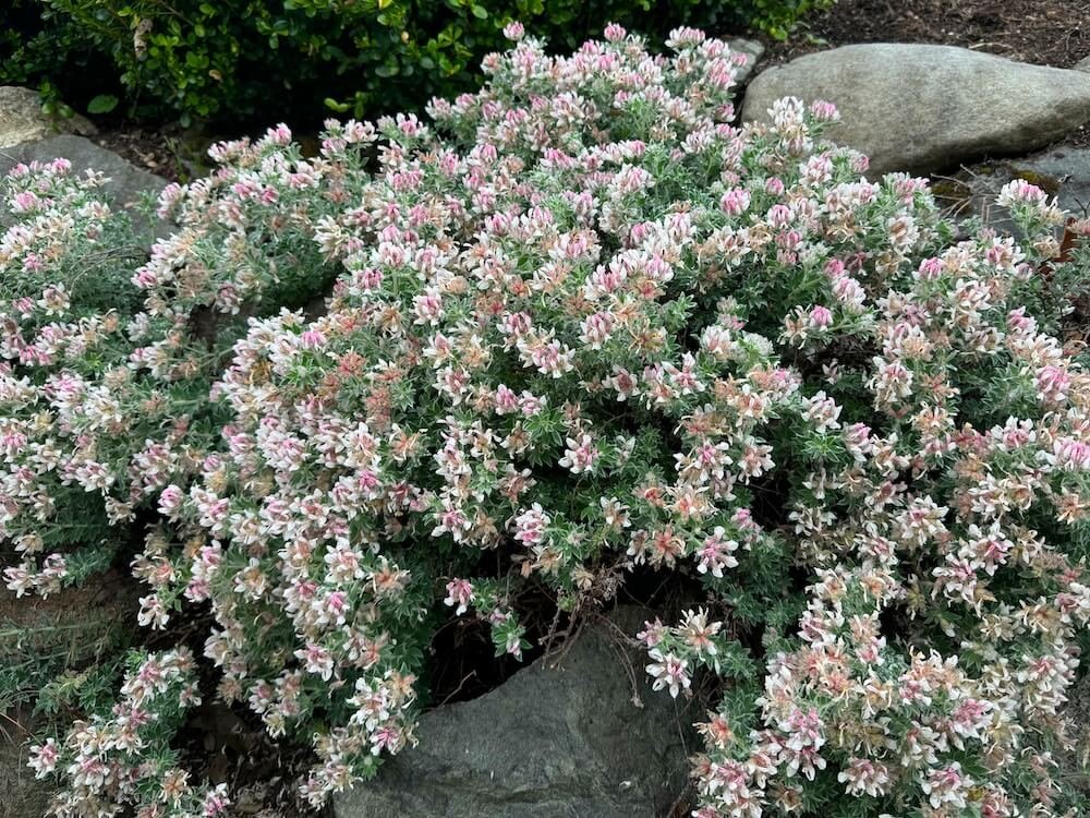 CANARY CLOVER (Dorycnium)