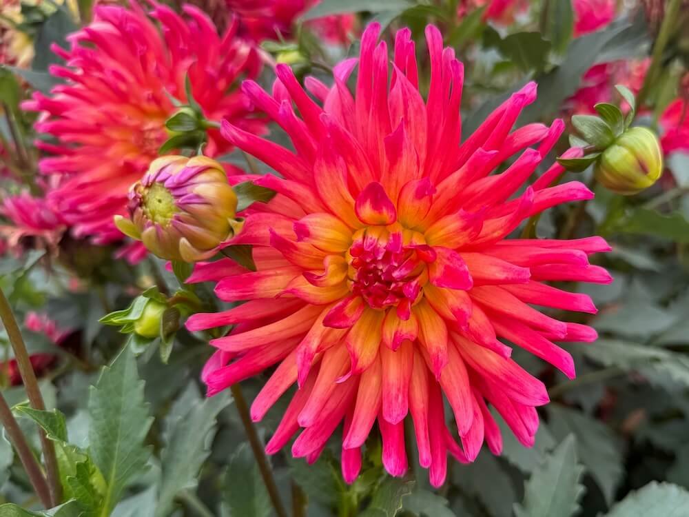 Dahlia 'Dragonberry'