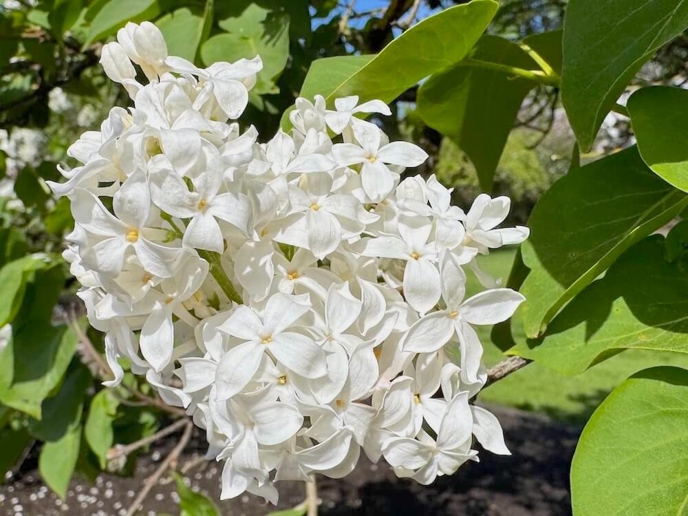 Syringa vulgaris 'Mont Blanc'