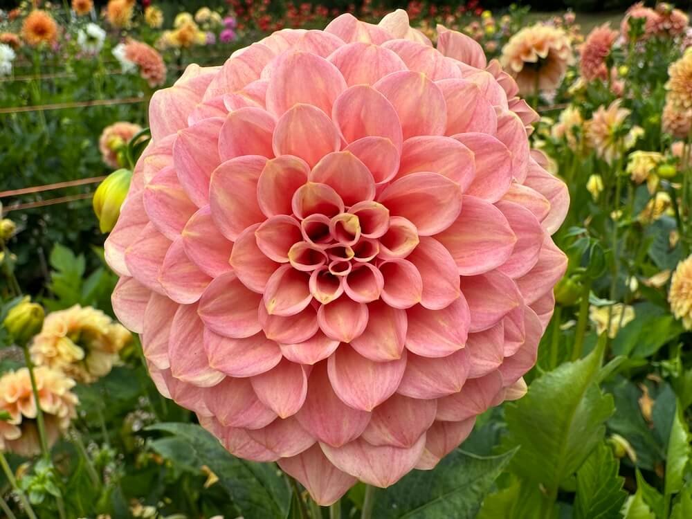 Dahlia 'Rock Run Ashley'