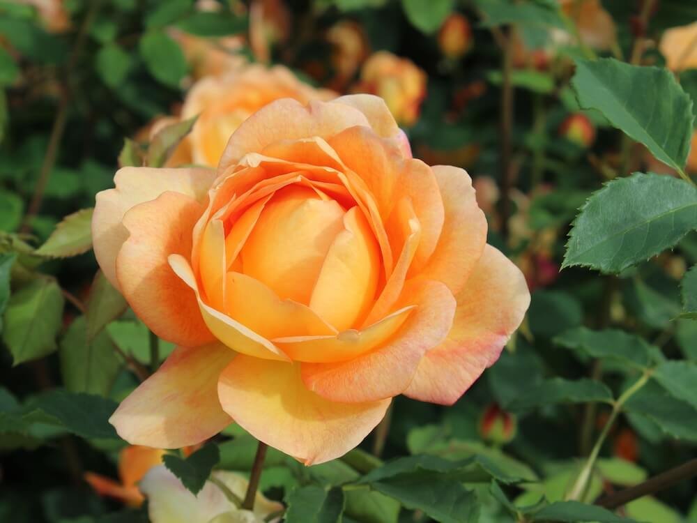 Rosa 'Lady of Shalott'