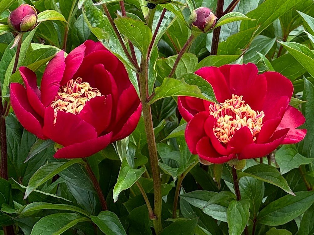Paeonia lactiflora 'Nippon Beauty'