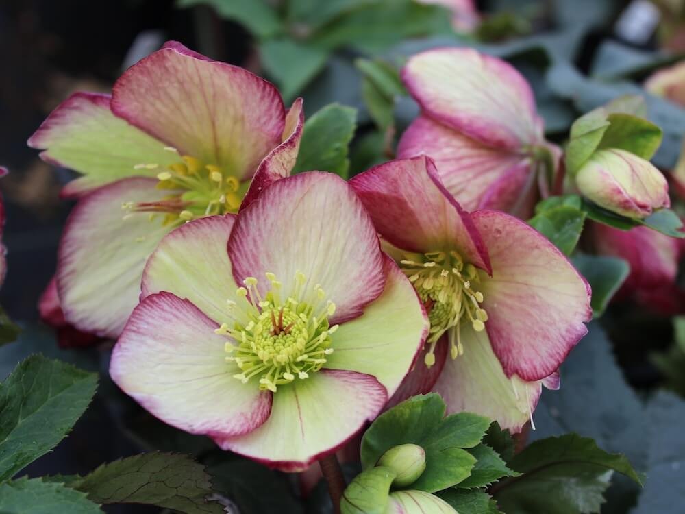 LENTEN ROSE (Helleborus)