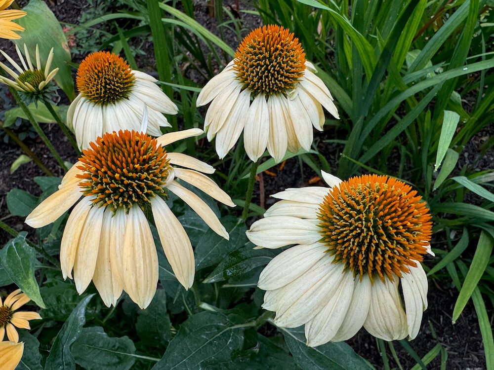Echinacea 'Cheyenne Spirit'
