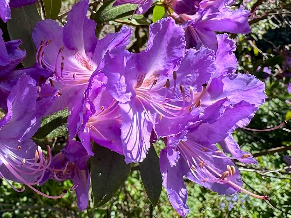 Rhododendron augustinii var. chasmanthum 'Tower Court'