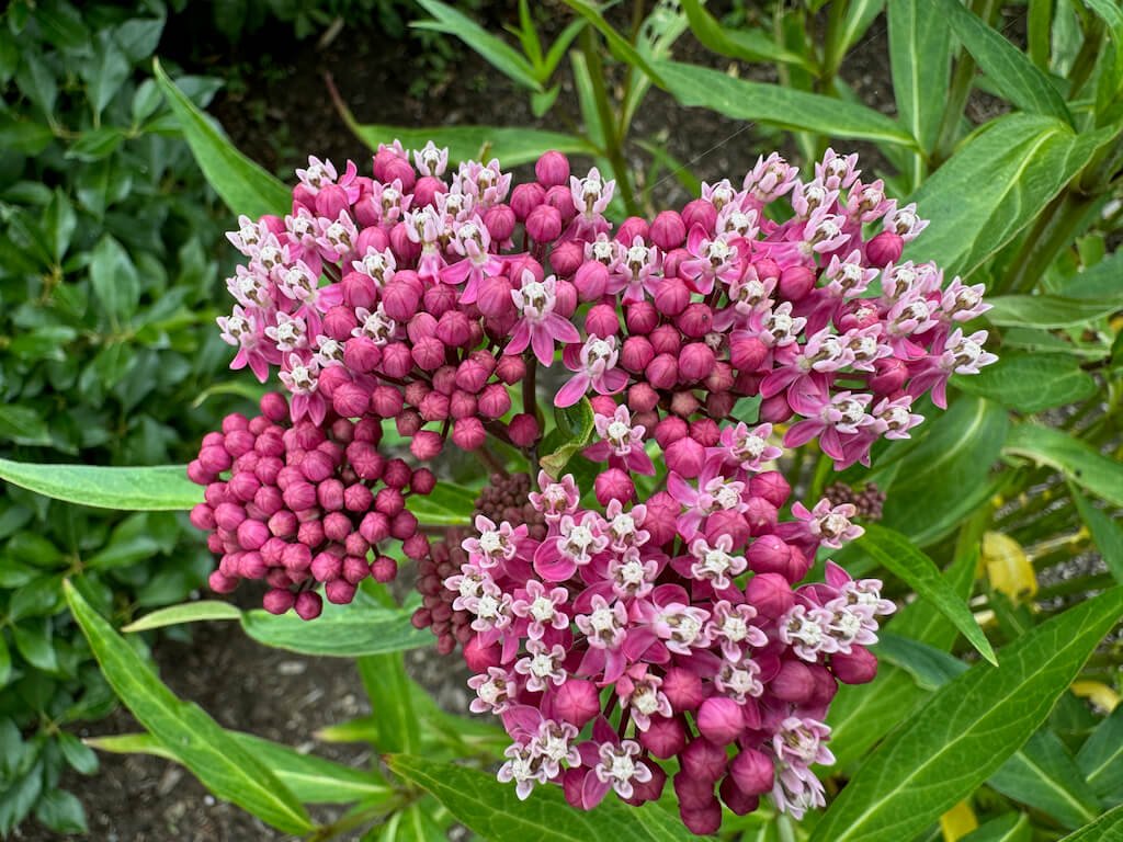 Asclepias incarnata 'Cinderella'
