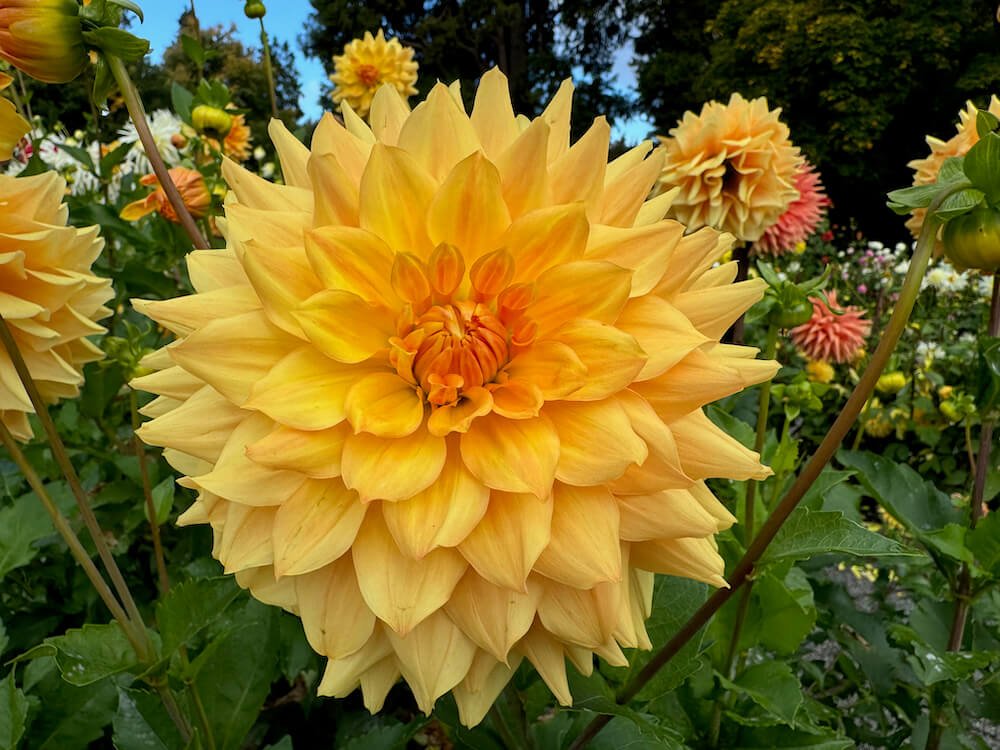 Dahlia 'Dragonfly Sherbet'