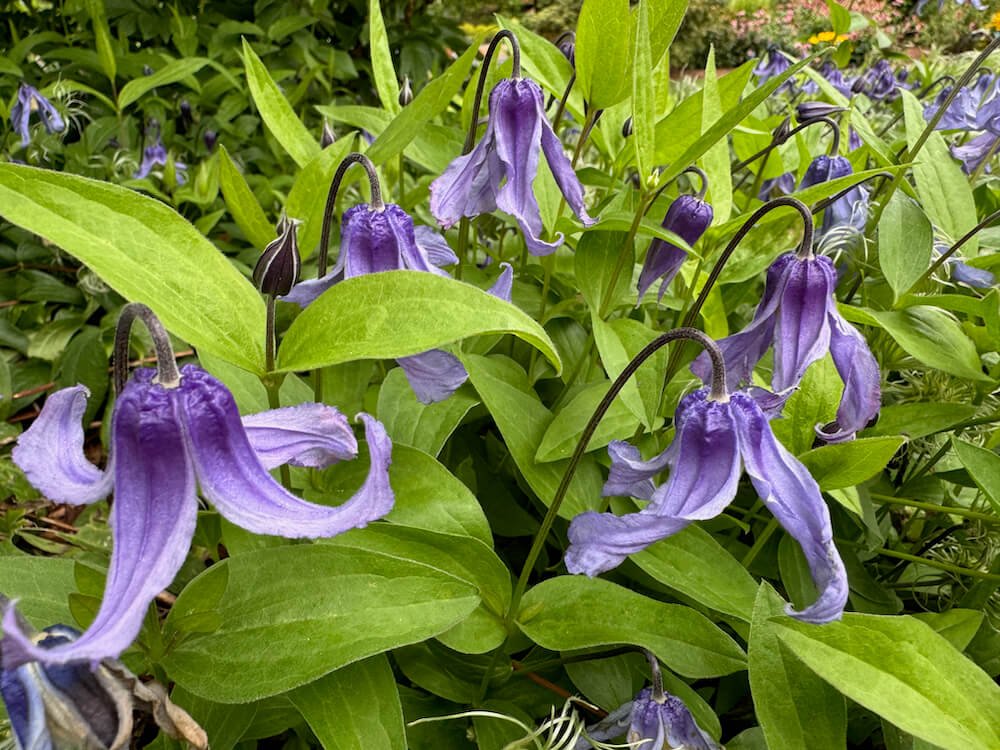 Clematis integrifolia 'Caerulea'