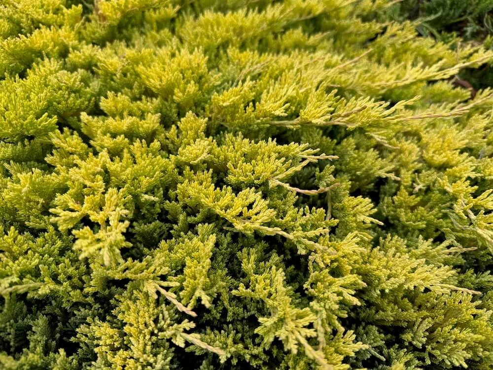 Juniperus horizontalis 'Copper Harbor'