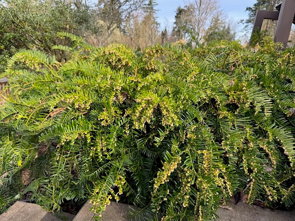 Cephalotaxus harringtonii 'Prostrata'