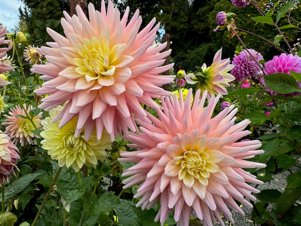 Dahlia 'Clearview Clara Belle'