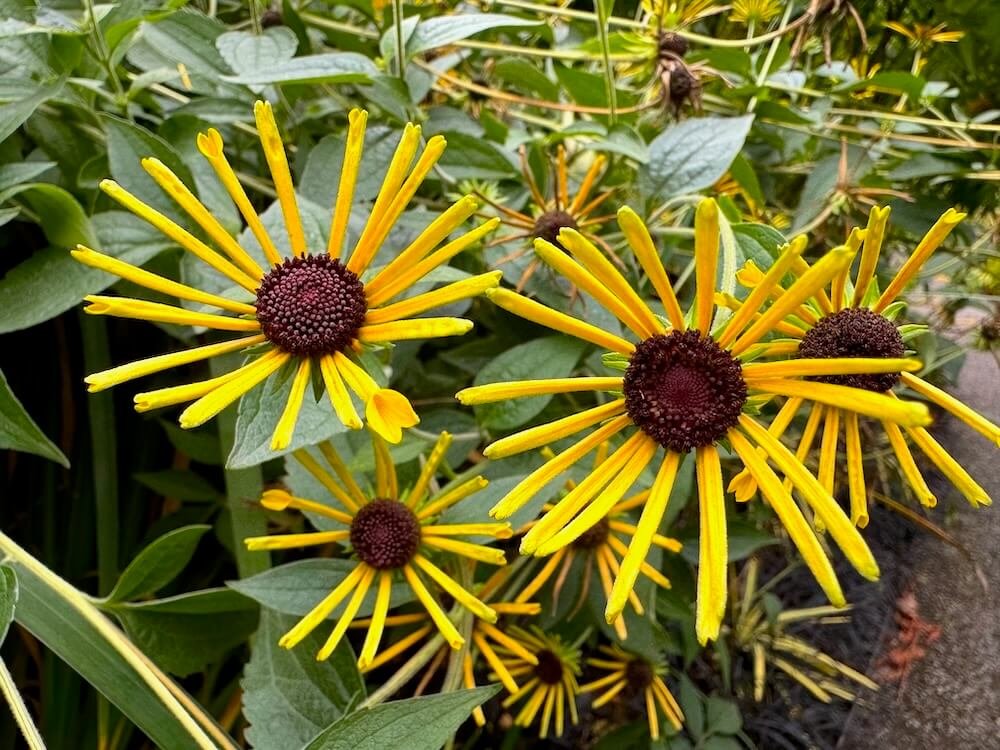 Rudbeckia subtomentosa 'Henry Eilers'
