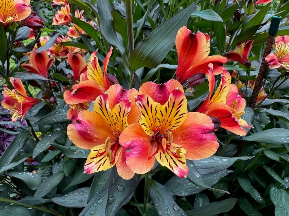 Alstroemeria 'Indian Summer'