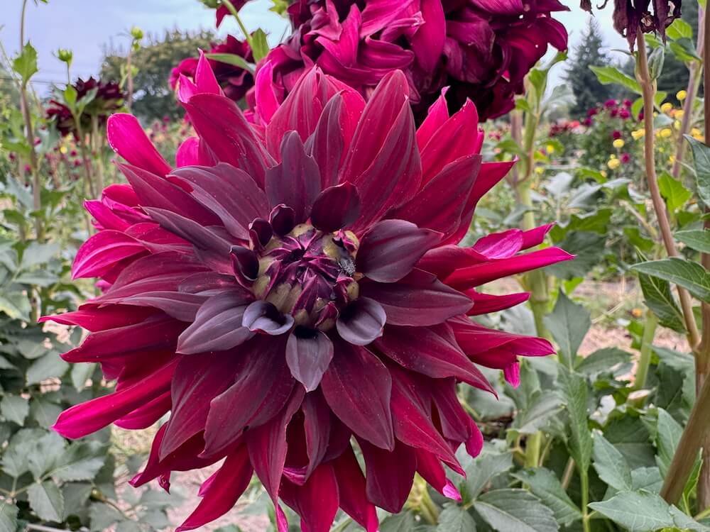 Dahlia 'Rip City'