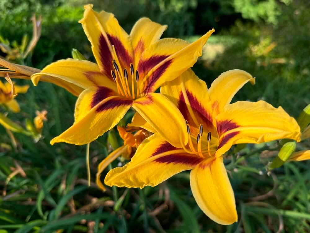 Hemerocallis 'Bonanza'
