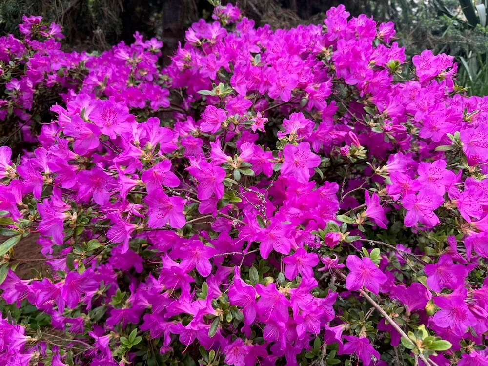 Rhododendron ‘Blue Danube’