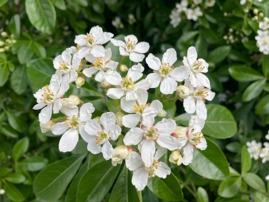 MEXICAN ORANGE BLOSSOM (Choisya)