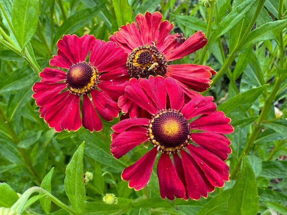 Helenium autumnale 'Potter's Wheel'