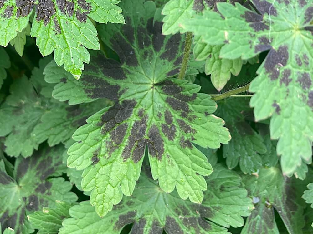 Geranium phaeum var. phaeum ‘Samobor’