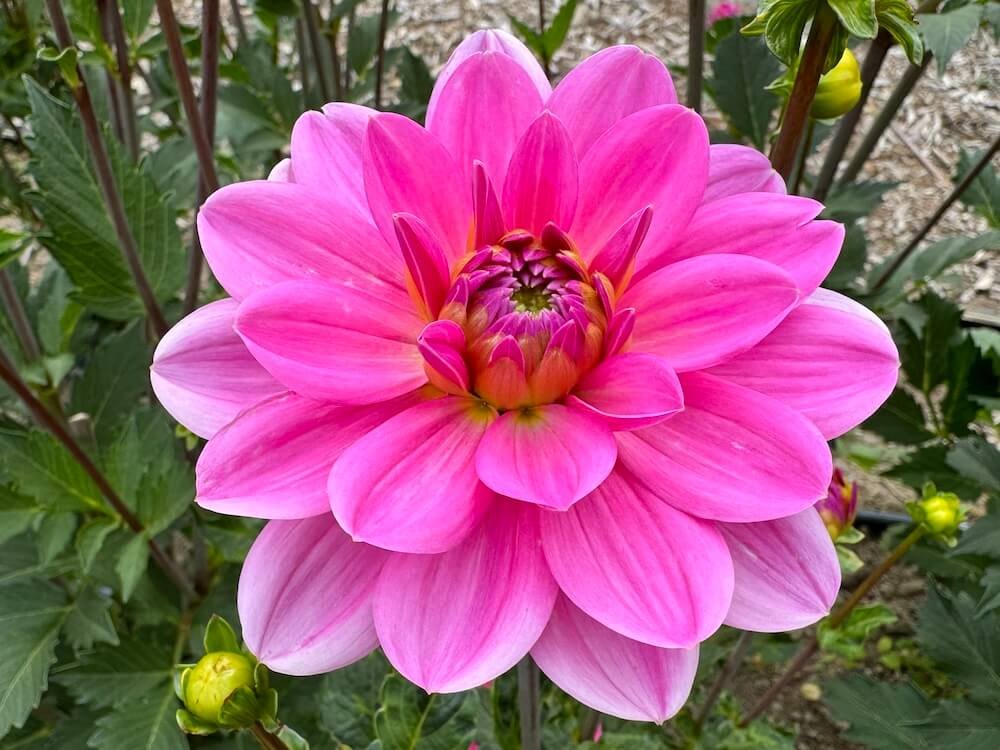 Dahlia 'Onesta'